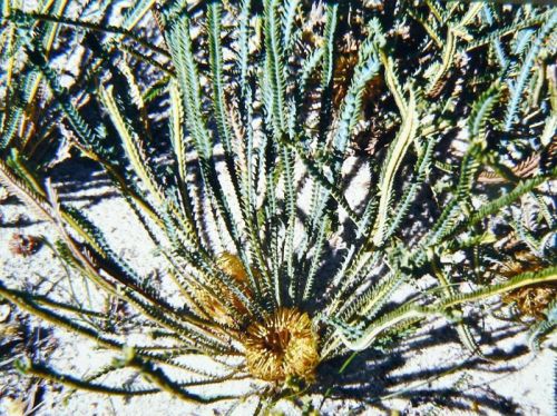 <i>Dryandra stenoprion</br>(Banksia stenoprion)</i><h6>Photo: Margaret Pieroni</h6></br></br>