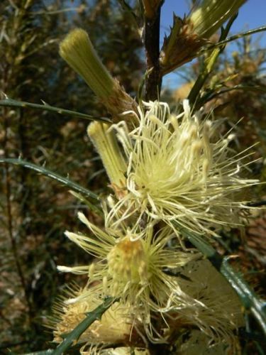 <i>Dryandra stricta</br>(Banksia strictifolia)</i><h6>Photo: Margaret Pieroni</h6></br></br>