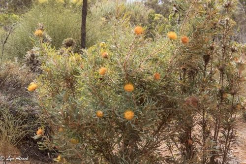 <i>Dryandra stuposa</br>(Banksia stuposa)</i><h6>Photo: Lyn Alcock</h6></br></br>