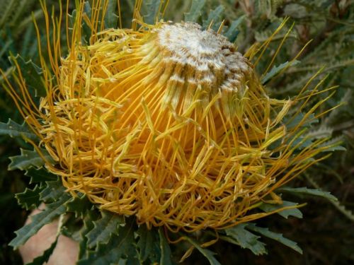 <i>Dryandra stuposa</br>(Banksia stuposa)</i><h6>Photo: Margaret Pieroni</h6></br></br>