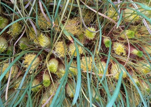 <i>Dryandra subpinnatifida</i> var. <i>imberbis</br>(Banksia subpinnatifida</i> var. <i>imberbis)</i><h6>Photo: Margaret Pieroni</h6></br></br>