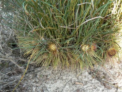 <i>Dryandra subulata</br>(Banksia subulata)</i><h6>Photo: Margaret Pieroni</h6></br></br>