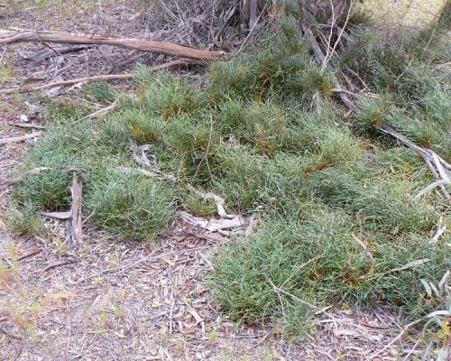 <i>Dryandra tenuifolia</i> var. <i>reptans</br>(Banksia tenuis</i> var. <i>reptans)</i><h6>Photo: Margaret Pieroni</h6></br></br>