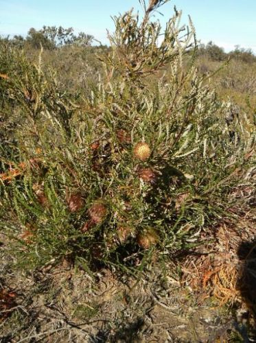 <i>Dryandra tenuifolia</i> var. <i>tenuifolia</br>(Banksia tenuis</i> var. <i>tenuis)</i><h6>Photo: Margaret Pieroni</h6></br></br>