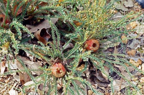 <i>Dryandra tortifolia</br>(Banksia tortifolia)</i><h6>Photo: Margaret Pieroni</h6></br></br>