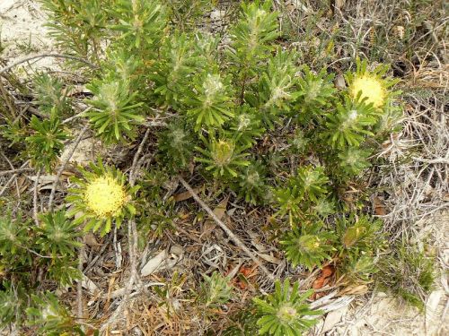 <i>Dryandra tridentata</br>(Banksia tridentata)</i><h6>Photo: Margaret Pieroni</h6></br></br>