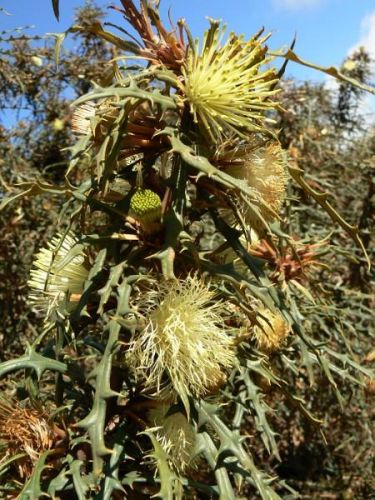<i>Dryandra trifontinalis</br>(Banksia trifontinalis)</i><h6>Photo: Margaret Pieroni</h6></br></br>
