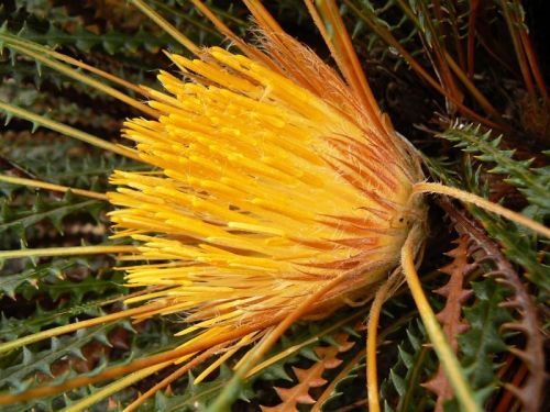 <i>Dryandra viscida</br>(Banksia viscida)</i><h6>Photo: Margaret Pieroni</h6></br></br>