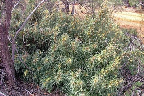 <i>Dryandra wonganensis</br>(Banksia wonganensis)</i><h6>Photo: Margaret Pieroni</h6></br></br>