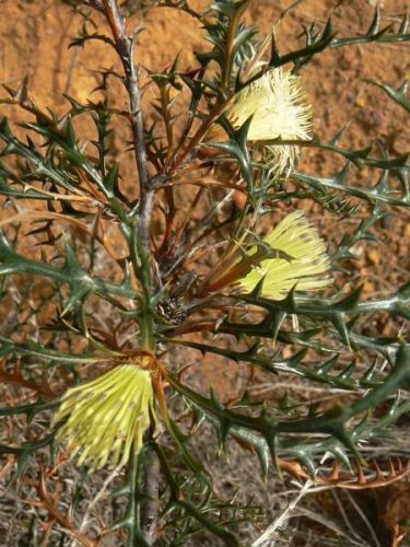 <i>Dryandra wonganensis</br>(Banksia wonganensis)</i><h6>Photo: Margaret Pieroni</h6></br></br>