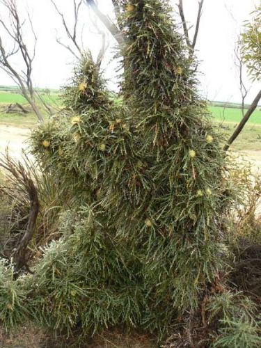 <i>Dryandra </i> sp. Wheatbelt, prev. <i>Dryandra conferta (Banksia zygocephala)</i><h6>Photo: Margaret Pieroni</h6></br></br>