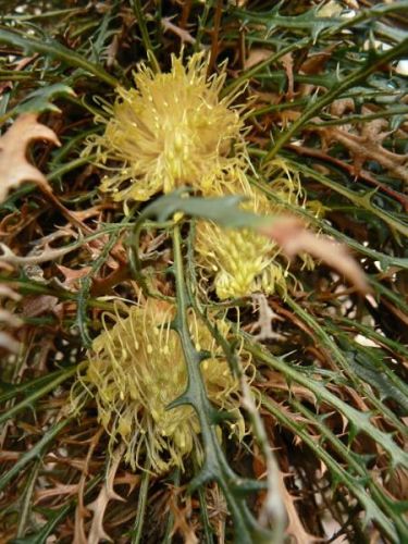 <i>Dryandra </i> sp. Wheatbelt, prev. <i>Dryandra conferta (Banksia zygocephala)</i><h6>Photo: Margaret Pieroni</h6></br></br>