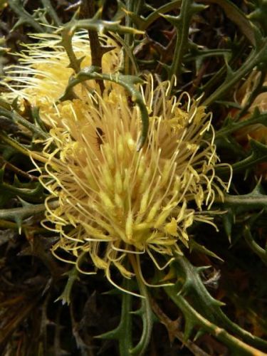 <i>Dryandra </i> sp. Wheatbelt, prev. <i>Dryandra conferta</i> var. <i>parva (Banksia parva)</i></i><h6>Photo: Margaret Pieroni</h6></br></br>