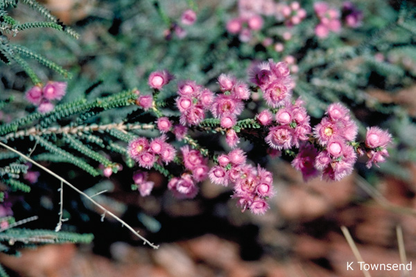 Verticordia Pritzelii - Australian Native Plants Society (Australia)