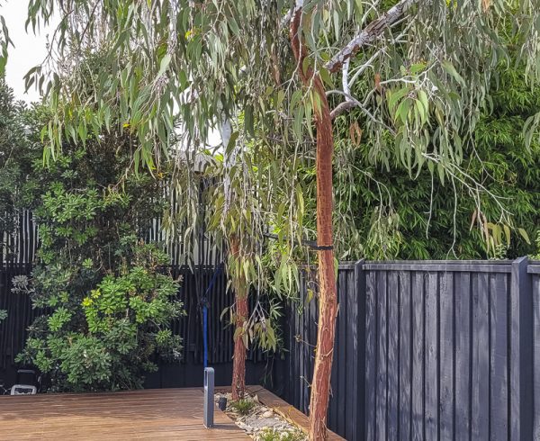 Trees trialled in containers