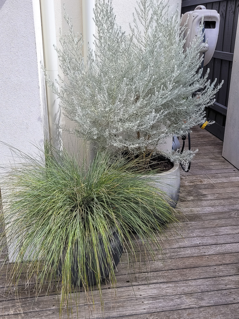 Eremophila and lomandra being trialled in containers